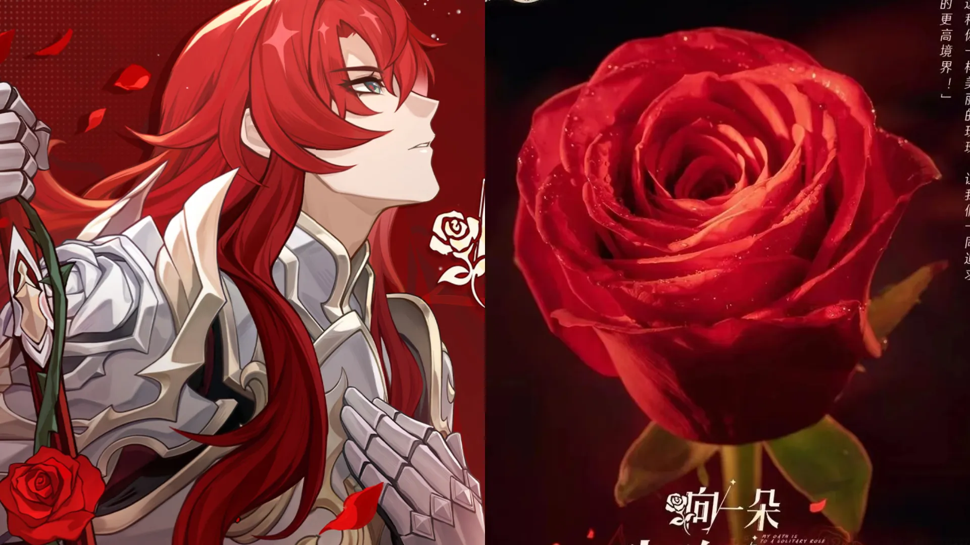 Featured Image: Honkai: Star Rail Creates New Rose Variant Named After Argenti With Beijing Academy of Forestry